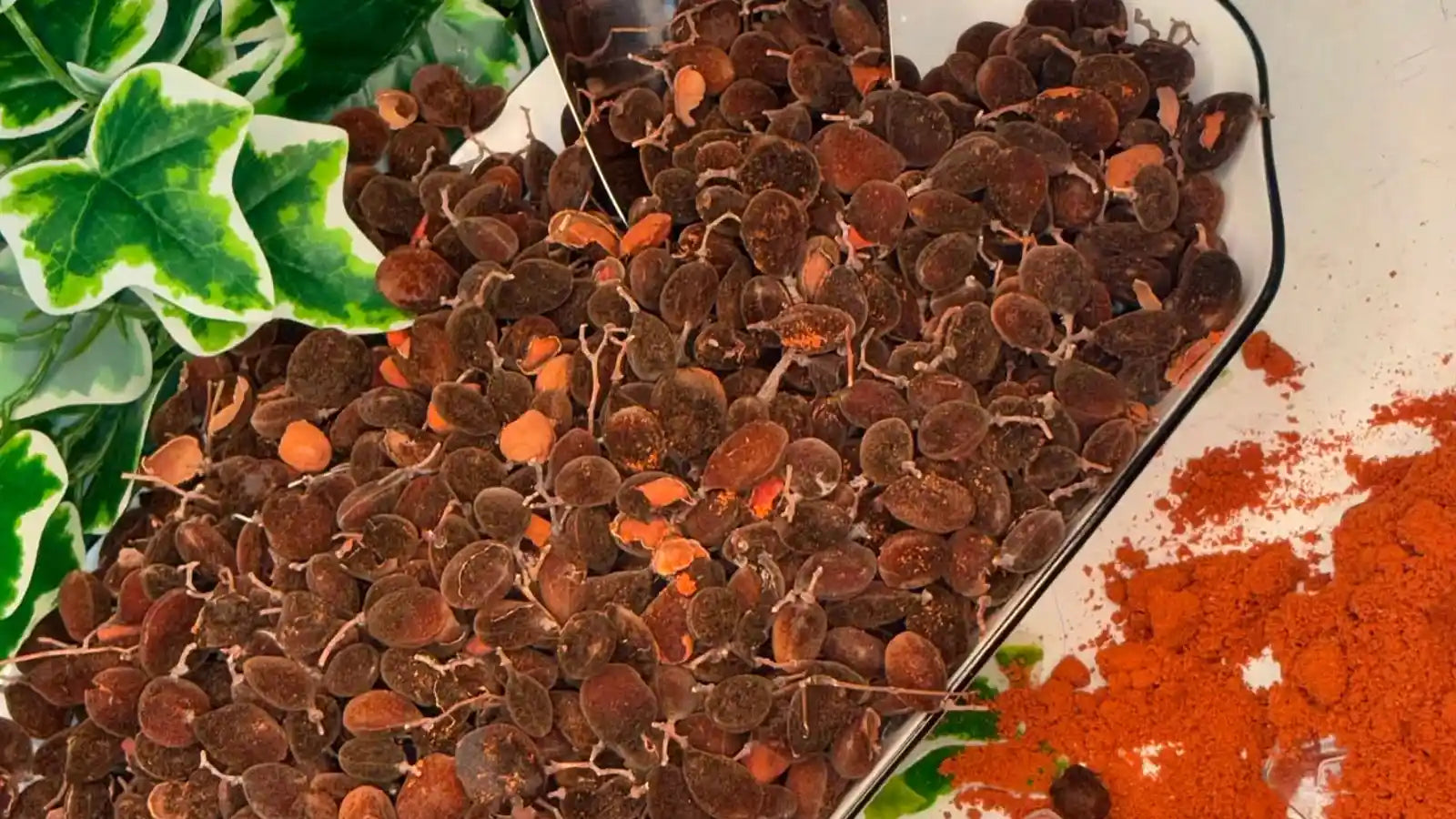 Poudre de Solom bio : le secret naturel pour énergie, vitalité et bien-être