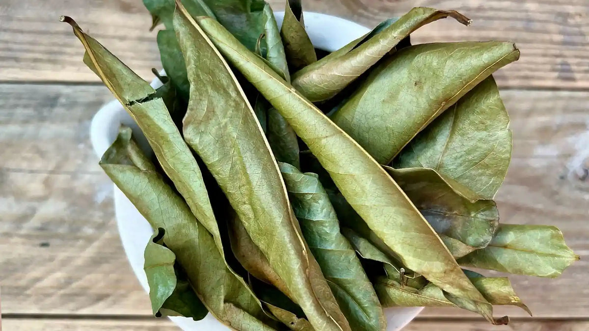 Feuilles de corossol bio : bienfaits, sommeil et immunité