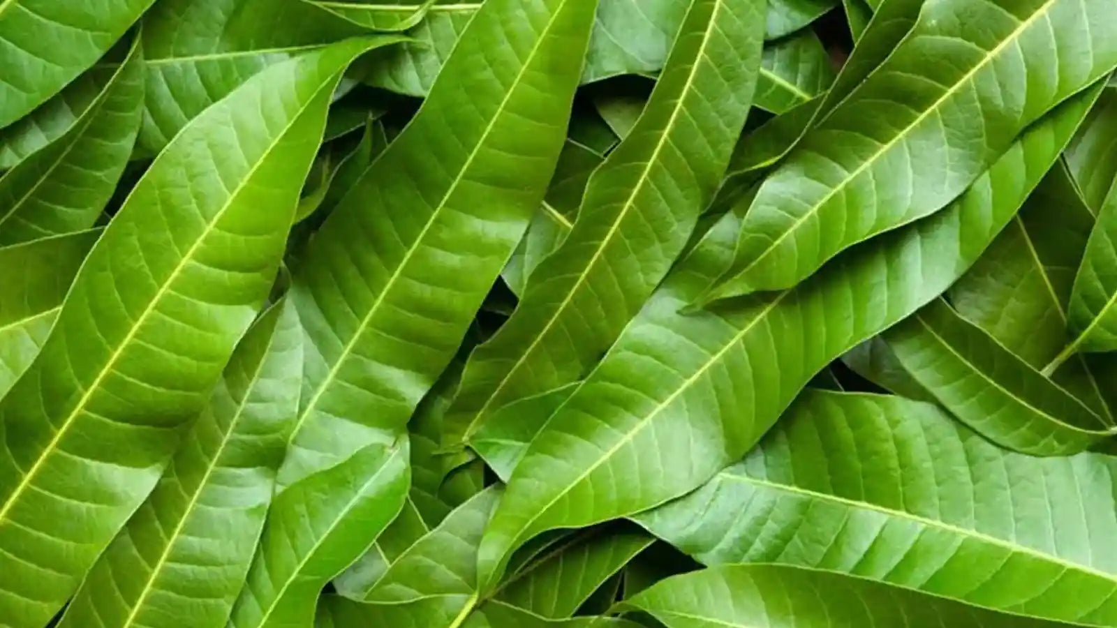 Les bienfaits des feuilles de manguier séchées bio : le secret naturel pour votre santé 🌿