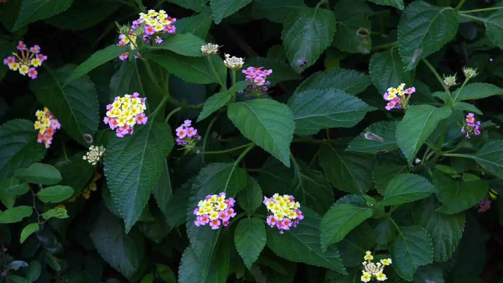 Les bienfaits des feuilles de thé de Gambie Bio et comment les consommer
