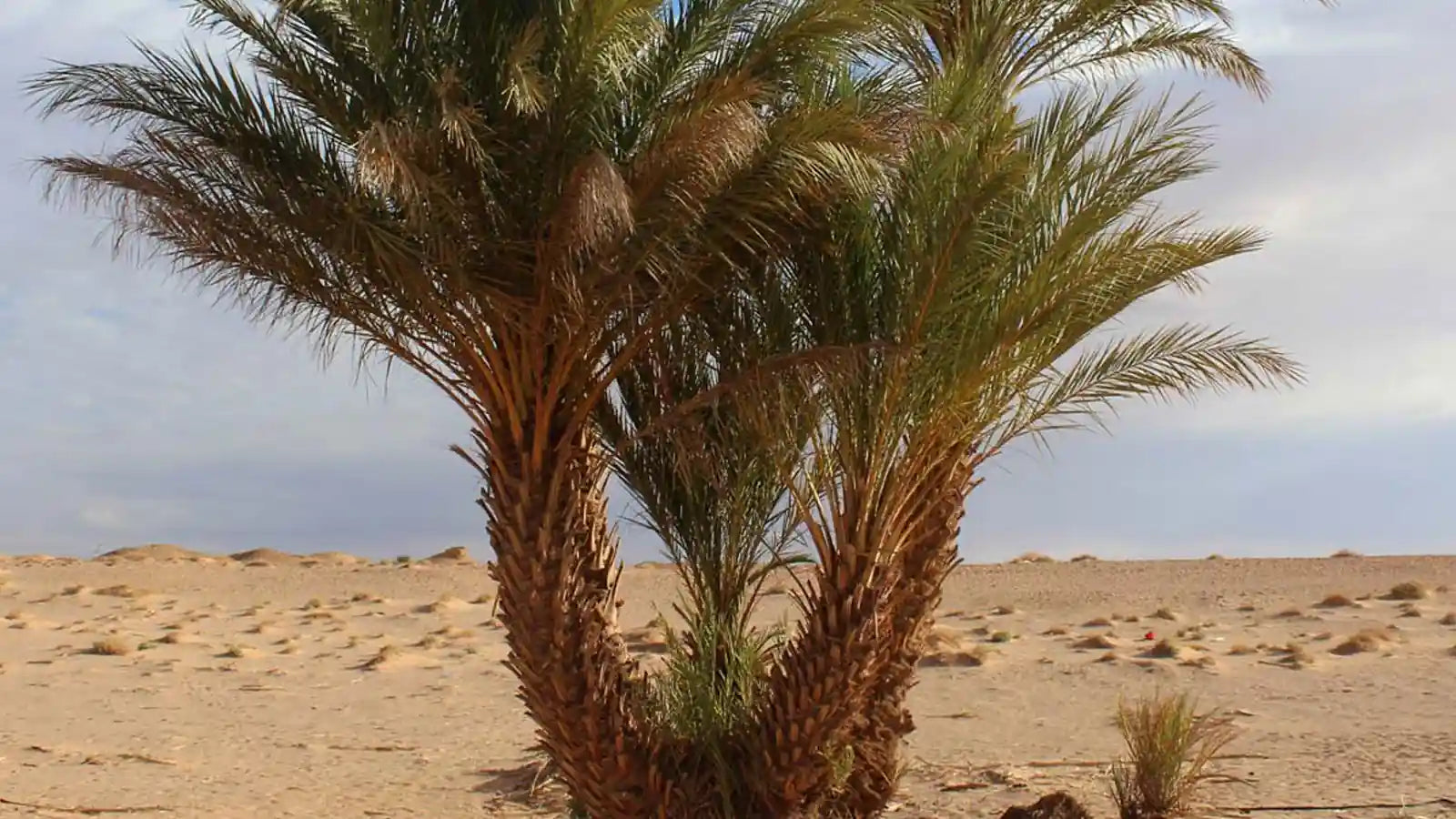 Huile de dattier du désert bio : bienfaits, utilisation et secrets beauté de l’huile extra-vierge