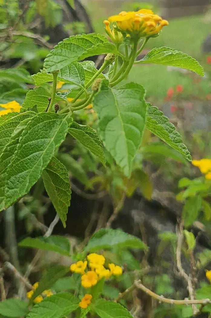 Feuilles de thé de gambie Bio Douté Gambie lantanier plante