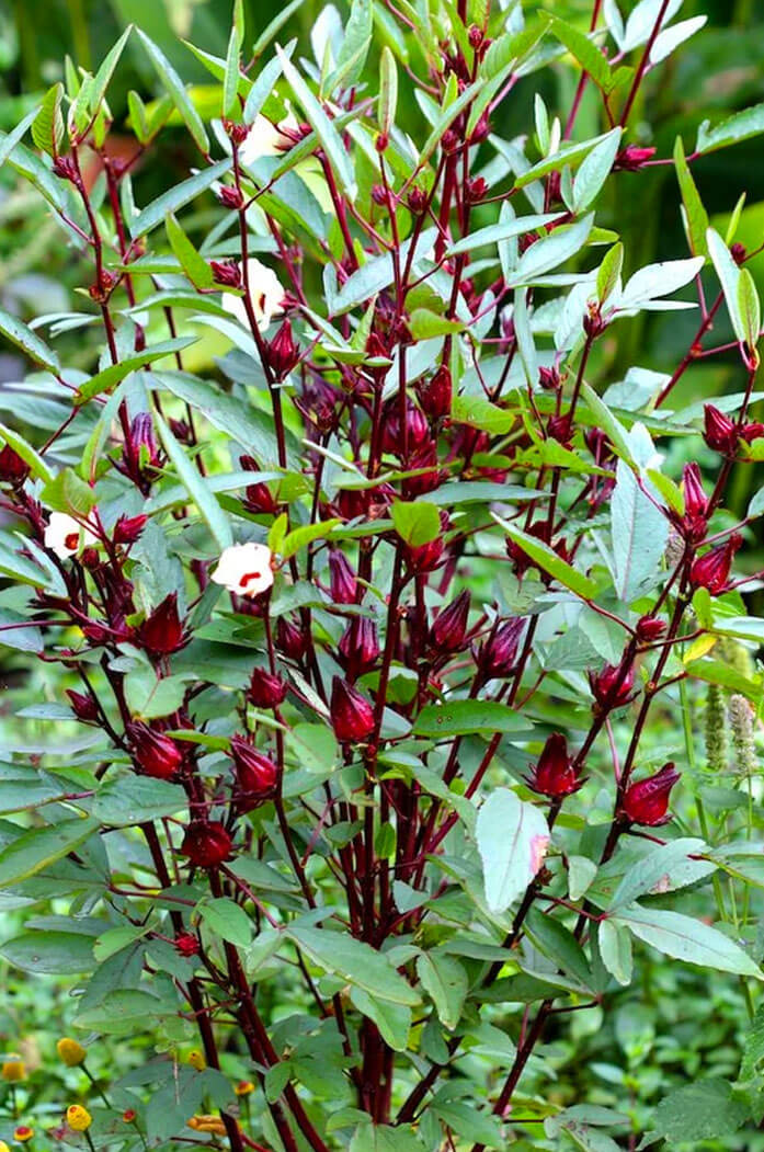 Fleurs d'Hibiscus Séchées Naturelles Bissap Rouge
