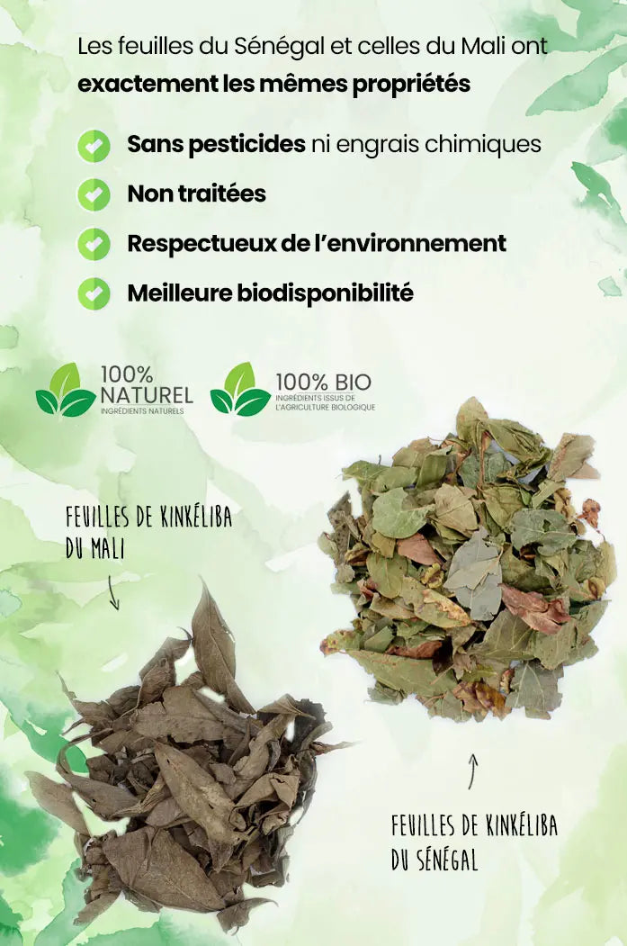 feuille de kinkéliba bio séchées du mali et sénégal les jardins aissa naturel