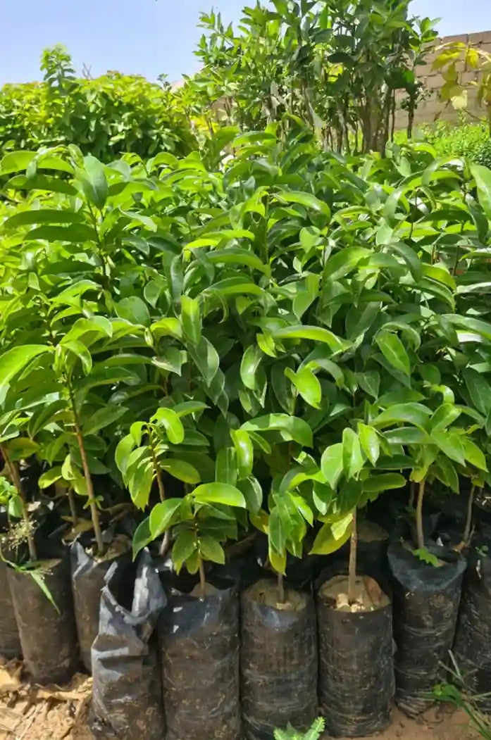 Feuilles de Corossol Séchées Bio : Bienfaits, Infusion et Qualité Supérieure arbre