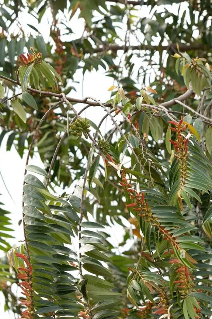 Poivre long Africain Selim bio et naturel qualité supérieure arbre