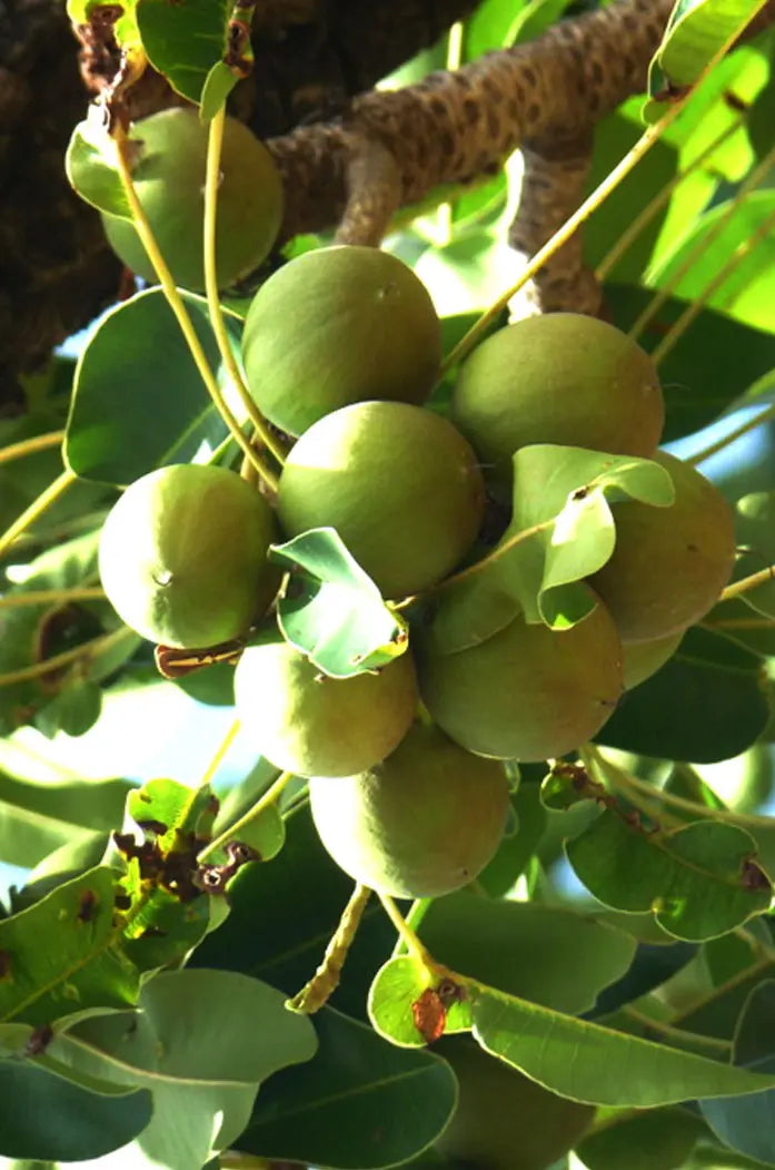 Poudre bio Exfoliante à la Coque de Karité poudre fruit