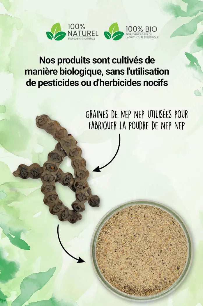 poudre de Nep Nep 100% bio et naturelle de Qualité Supérieure 100 gr naturel