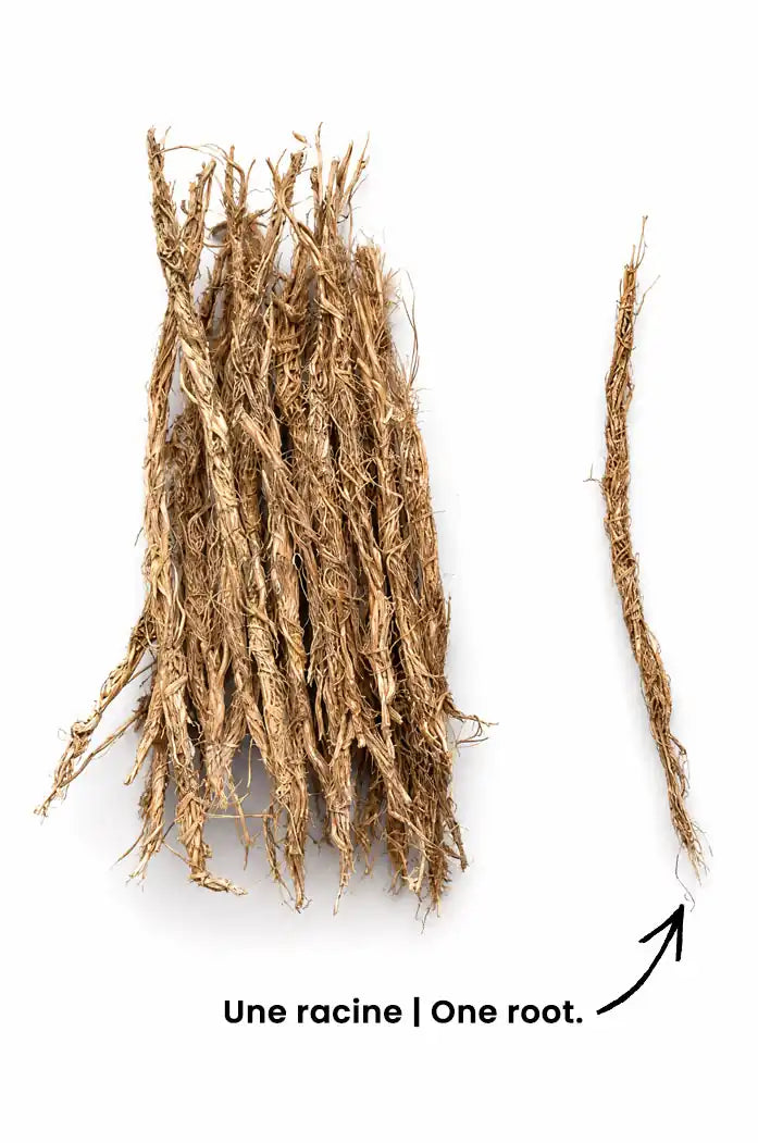 supreme de racines de vetiver khamare bio naturel infusion chaude les jardins aissa une racine