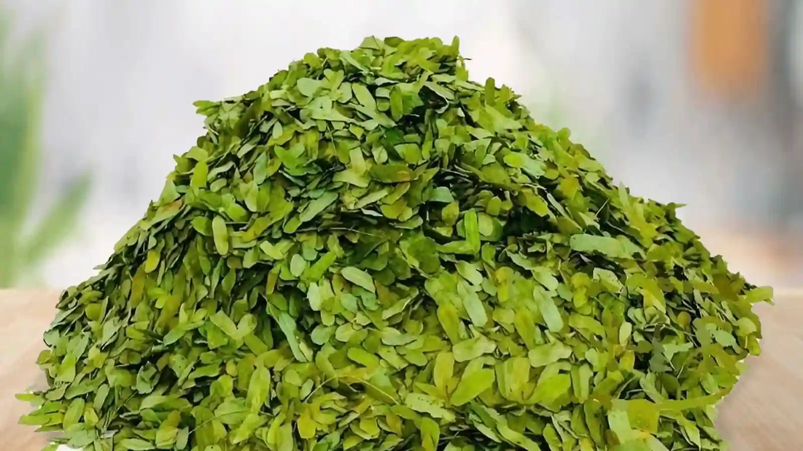 Feuilles de Timi Timi Bio (Balai Doux) : le secret naturel africain pour purifier et revitaliser le corps