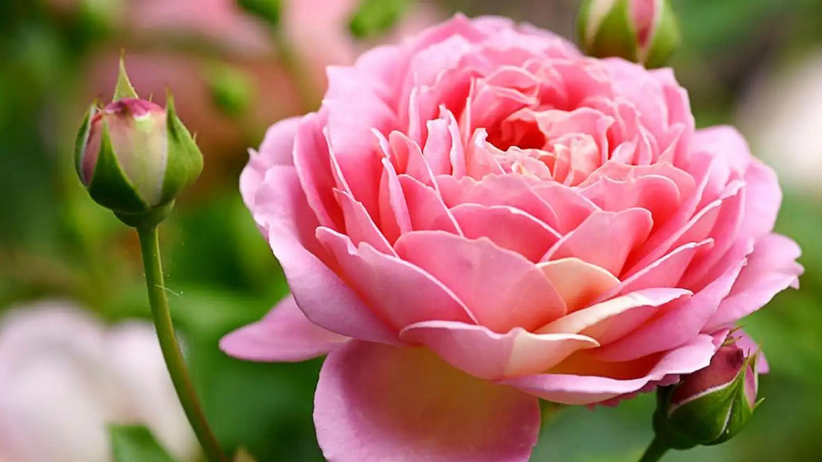 Les bienfaits de l'eau de rose de Damas bio