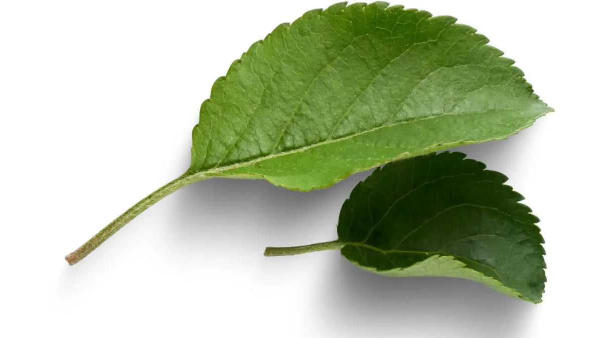 Feuilles de djeka : bienfaits pour la femme, flore vaginale et post-partum