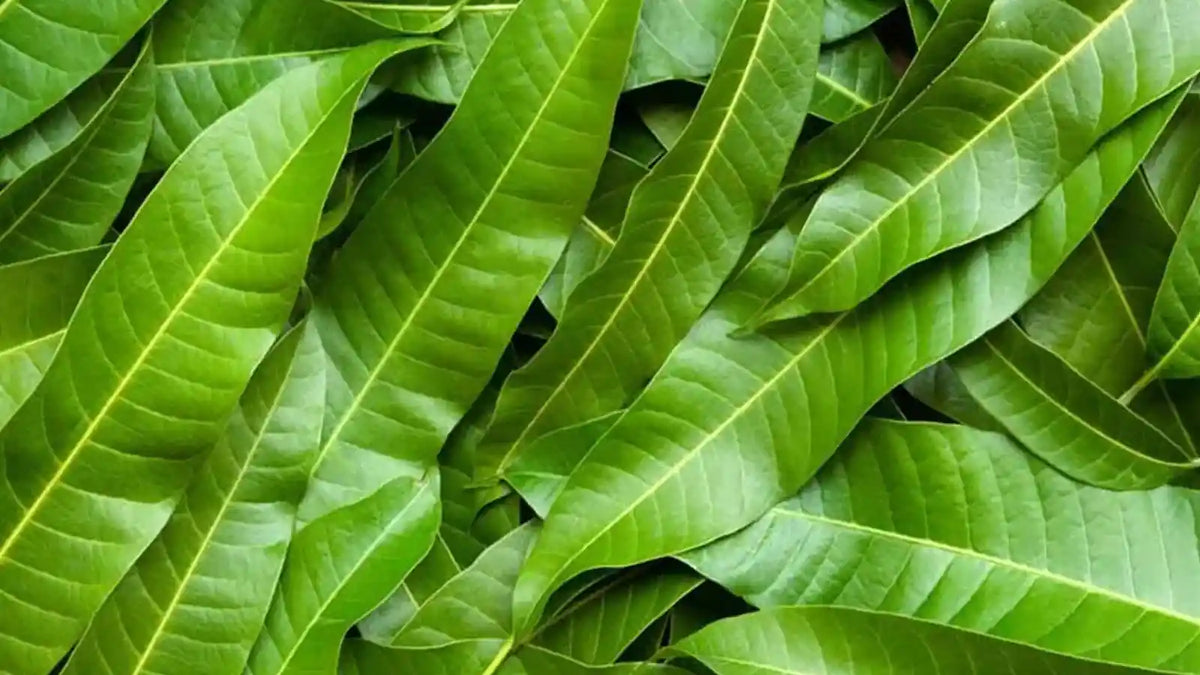 Feuilles de manguier séchées : usages traditionnels, infusion et bienfaits