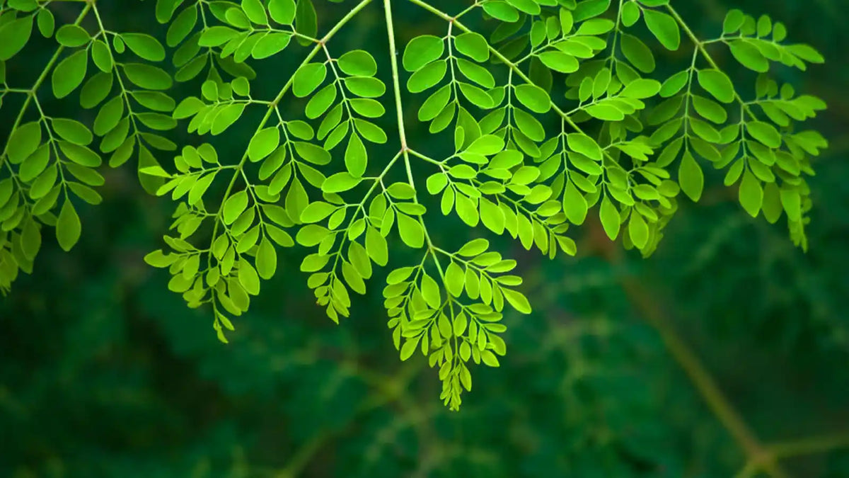 Feuilles de moringa bio, bienfaits pour l'énergie et la digestion