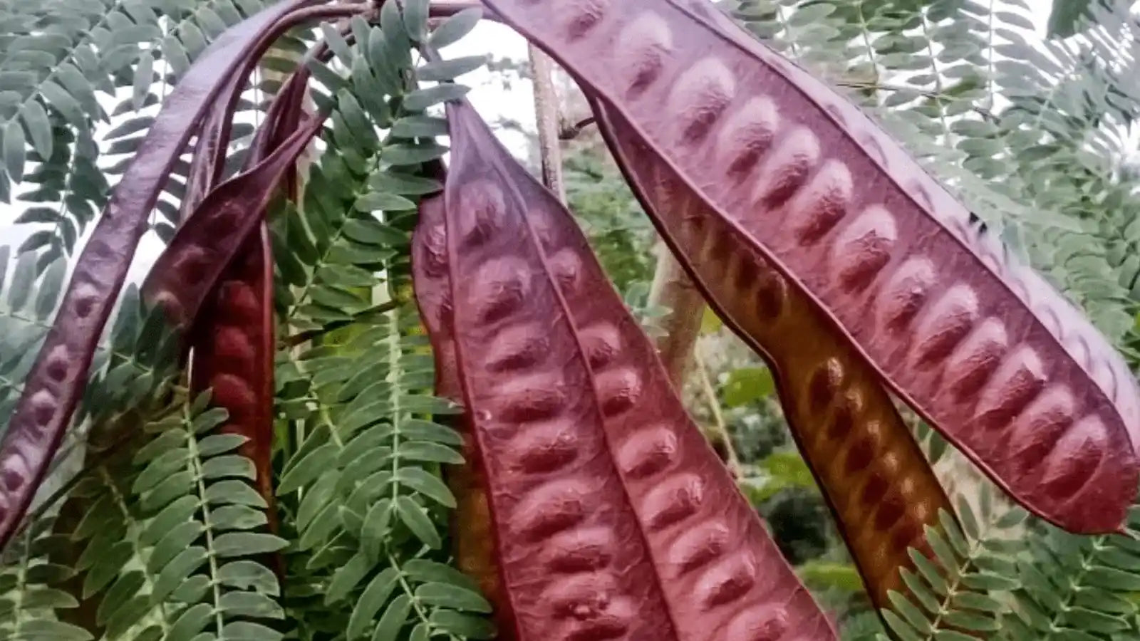 Les bienfaits des graines de Nep Nep