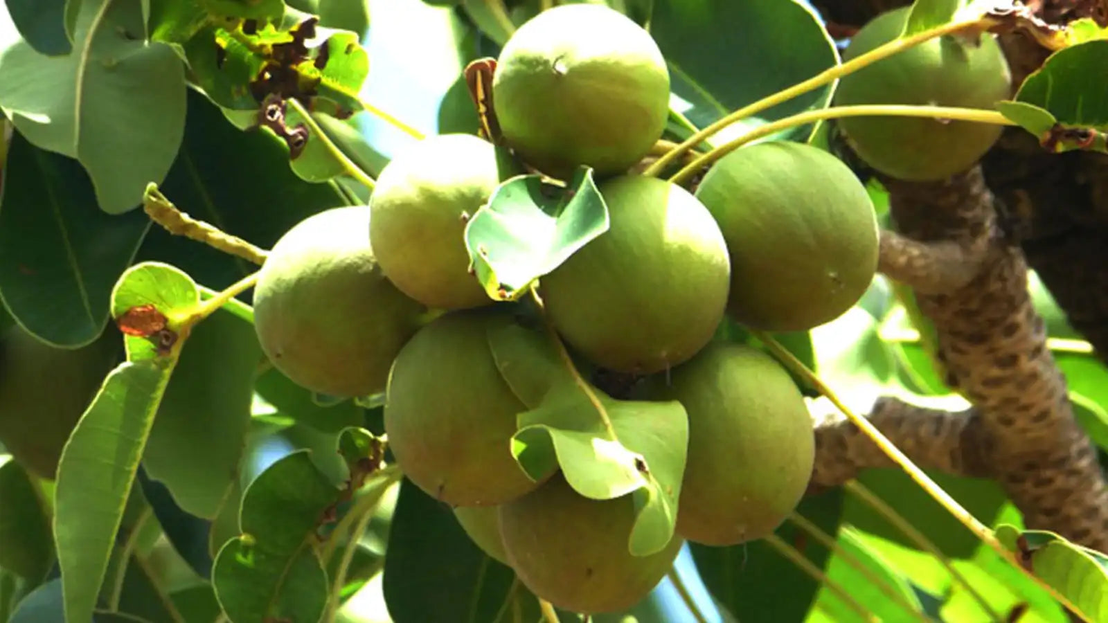 Poudre exfoliante de coque de karité bio : le secret d’une peau douce et éclatante