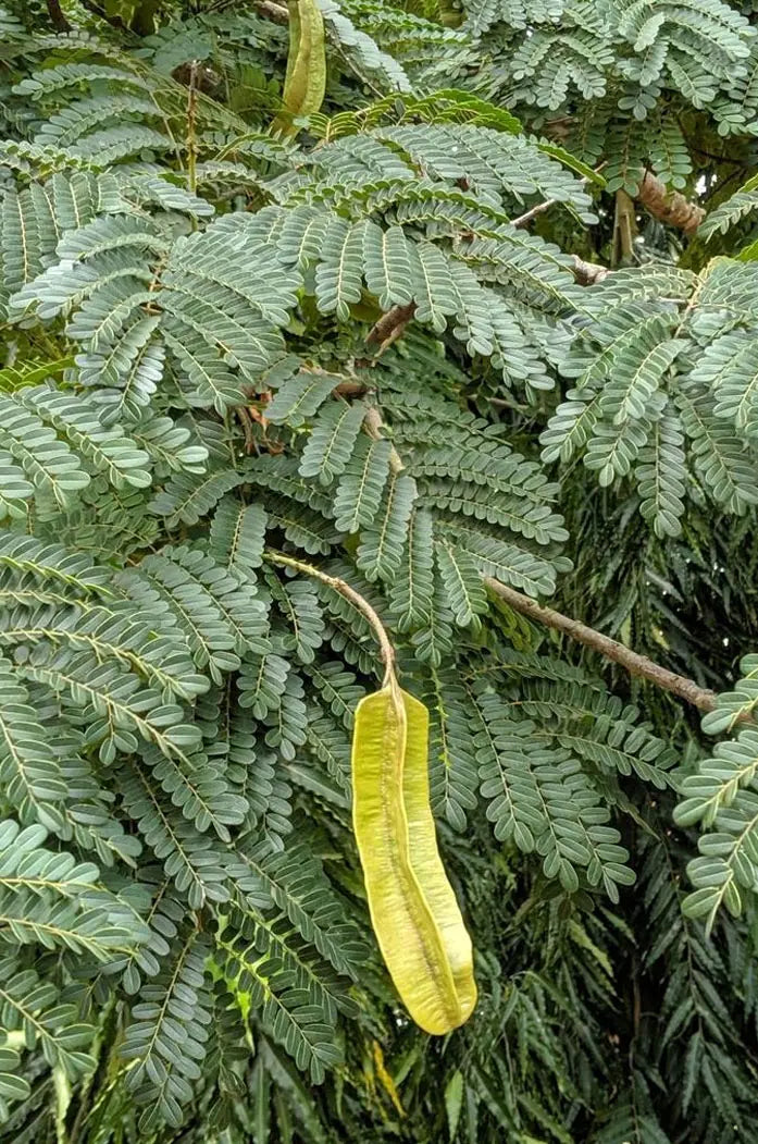 Poudre de fruit 4 côtés bio et naturel Essèssè Esese de Qualité supérieure les jardins d'Aissa arbre