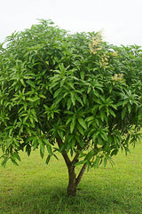 Ecorce de Manguier Aldanké 100% Bio et naturelle de Qualité Supérieure - arbre