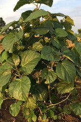 Feuilles de Djéka 100% Bio et naturelle de Qualité Supérieure - arbre