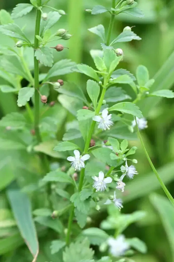 Feuilles séchées de Timi Timi Balais doux Bio – infusion naturelle pour la digestion et le bien-être féminin plante