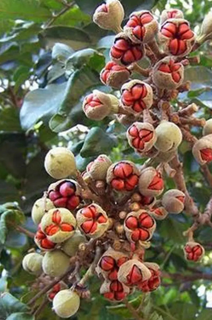Graines de Gowé Gueni bio et naturelle arbre