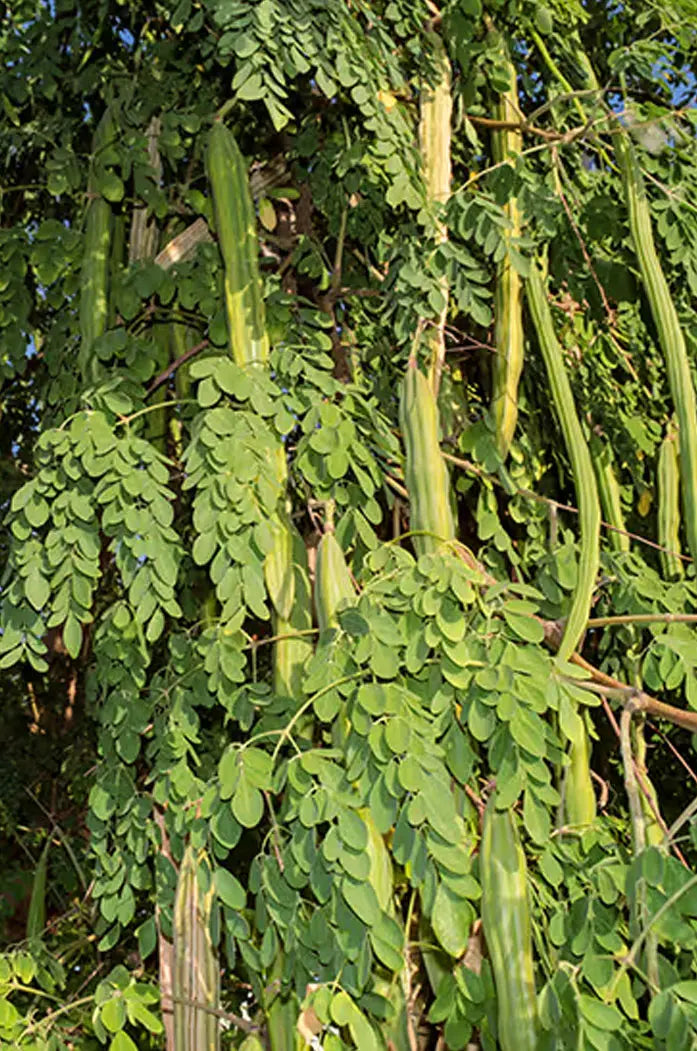 huile de moringa bio et naturelle les jardins aissa arbre