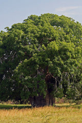 Poudre de Baobab Bouye 100% Bio et Naturelle Qualité Supérieure arbre
