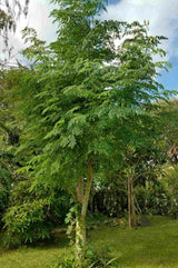 poudre de Moringa Nébéday 100% Bio et Naturelle de Qualité Supérieure arbre