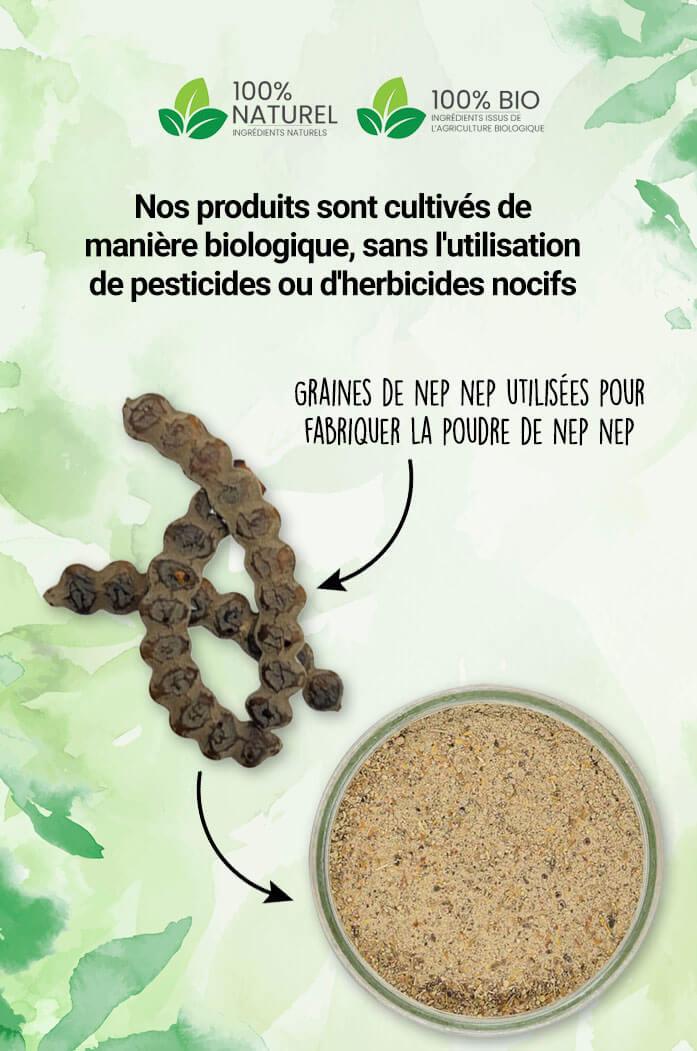 Nep Nep powder organic and natural Superior Quality