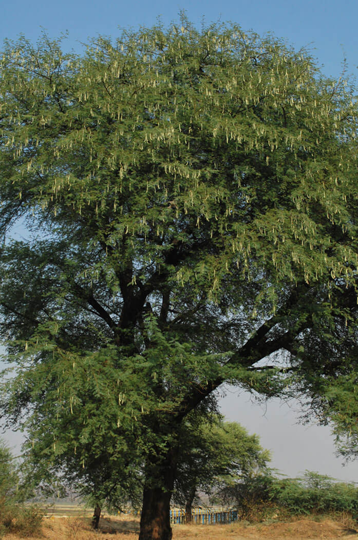 Graines et poudre de Nep Nep 100% bio et naturelle de Qualité Supérieure arbre